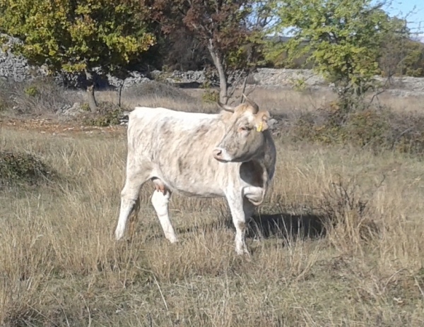 les rencontres de la vache